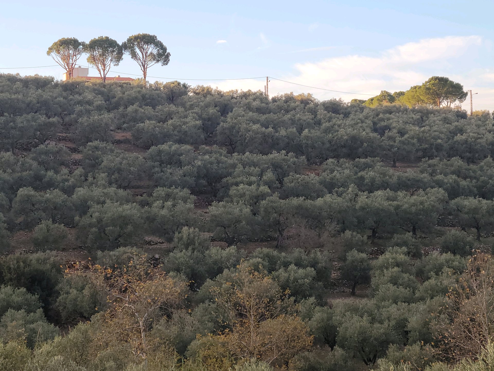 Land