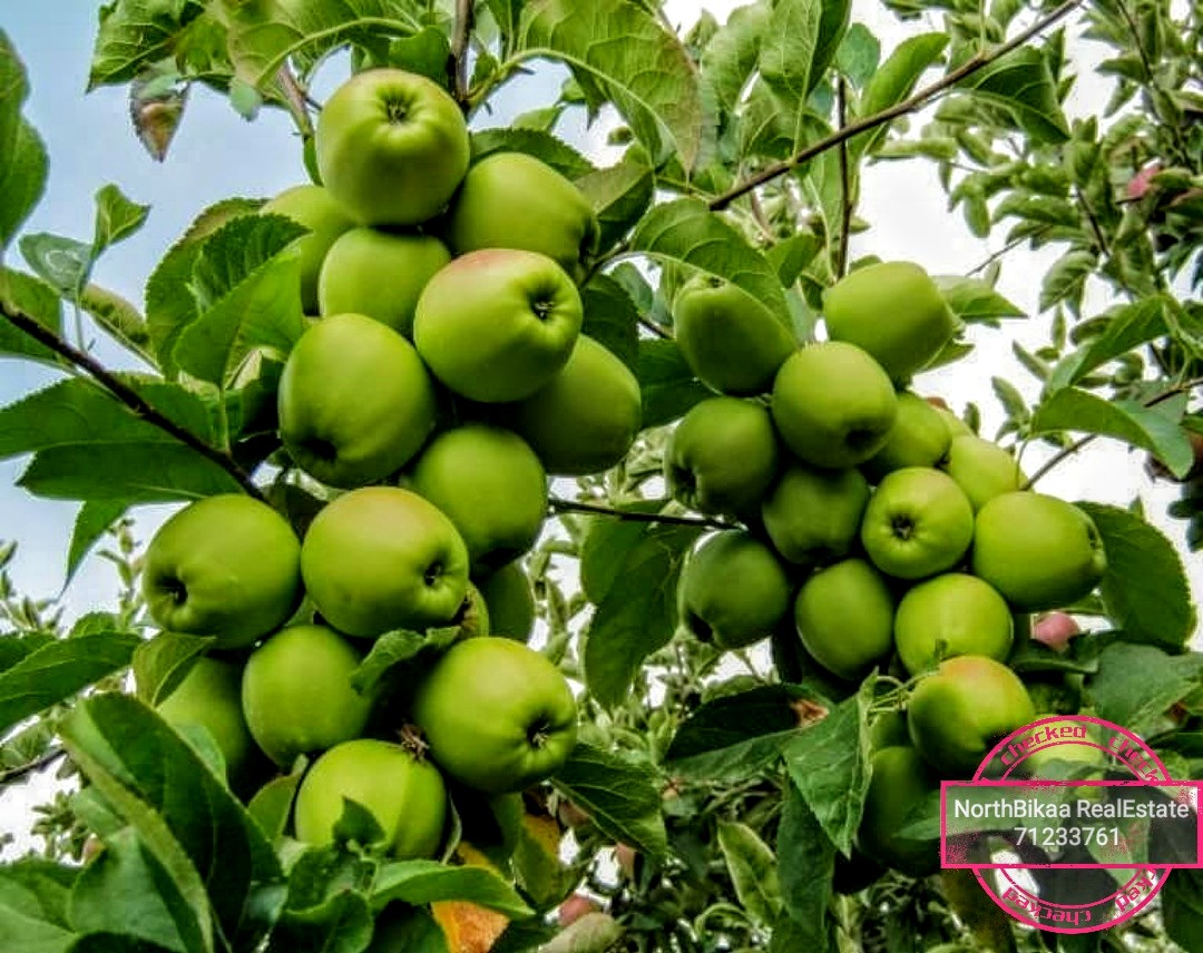 أرض بستان تفاح