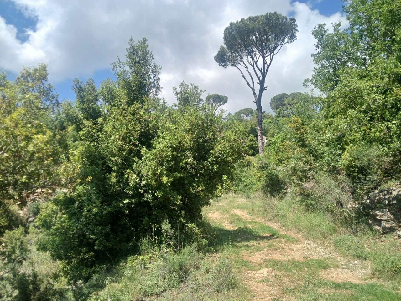 Land