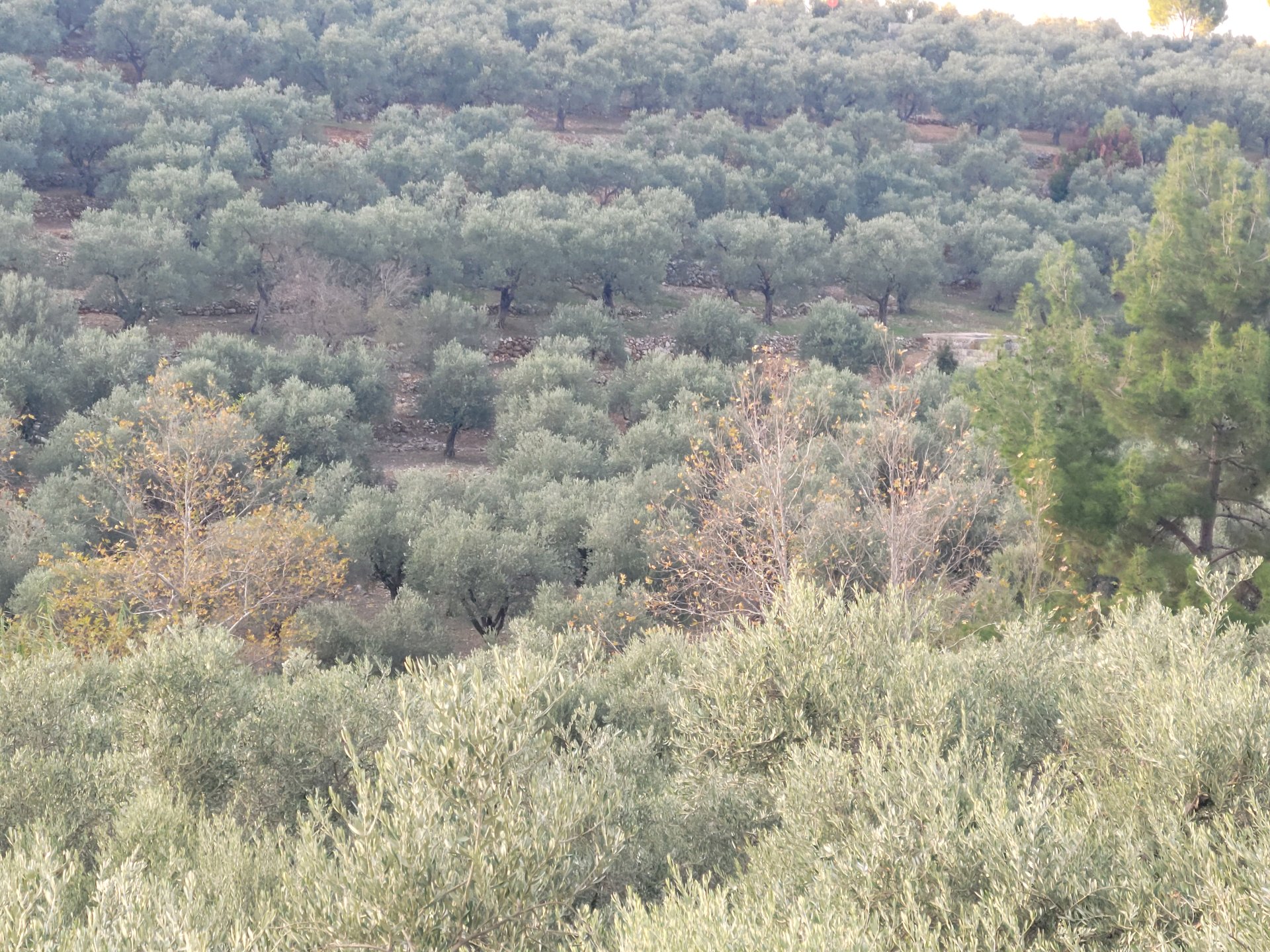 Land