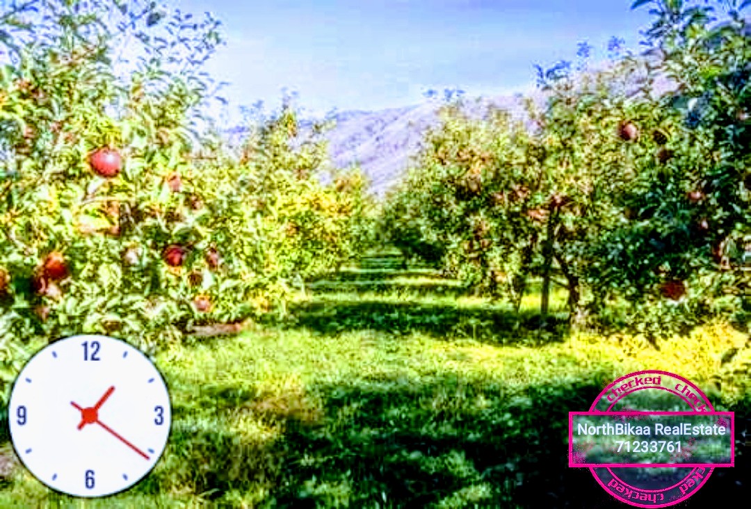 أرض بستان تفاح