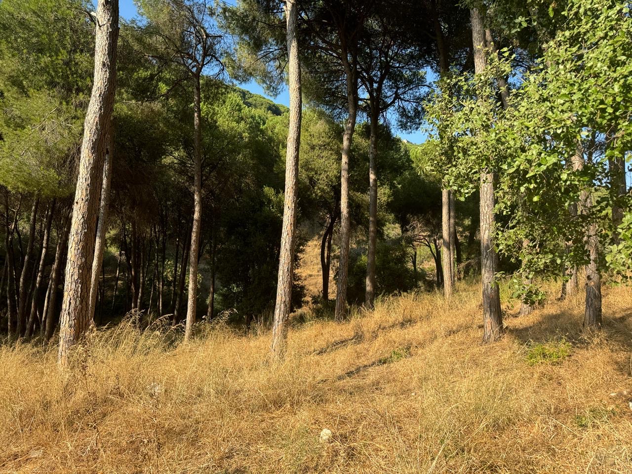 Land
